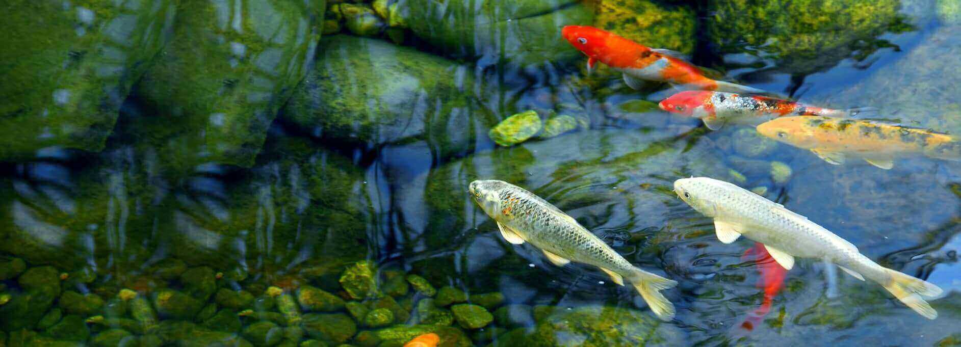 koi pond banner