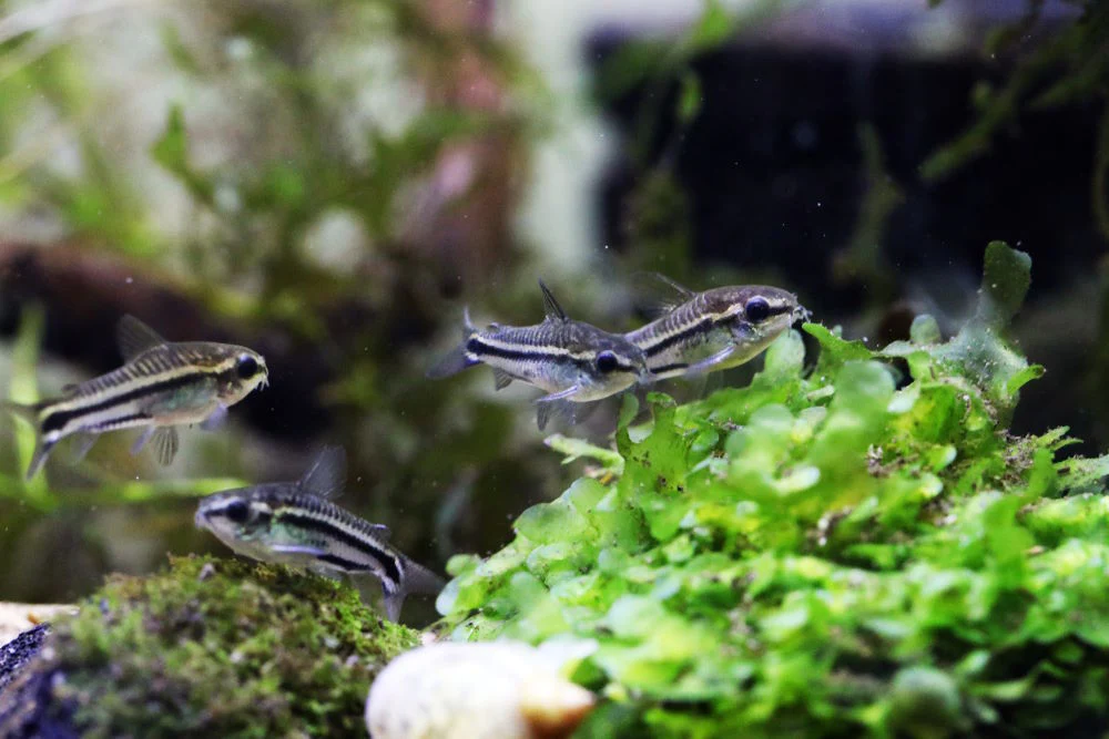school or pygmy corydoras