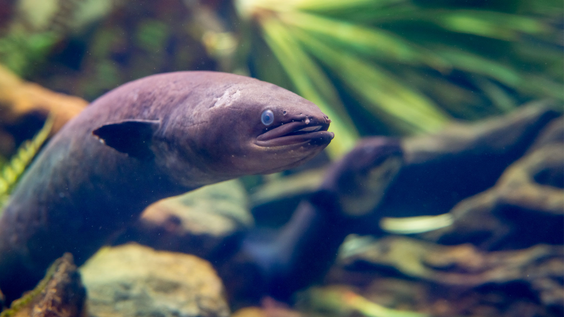 photo of zebra danio fish