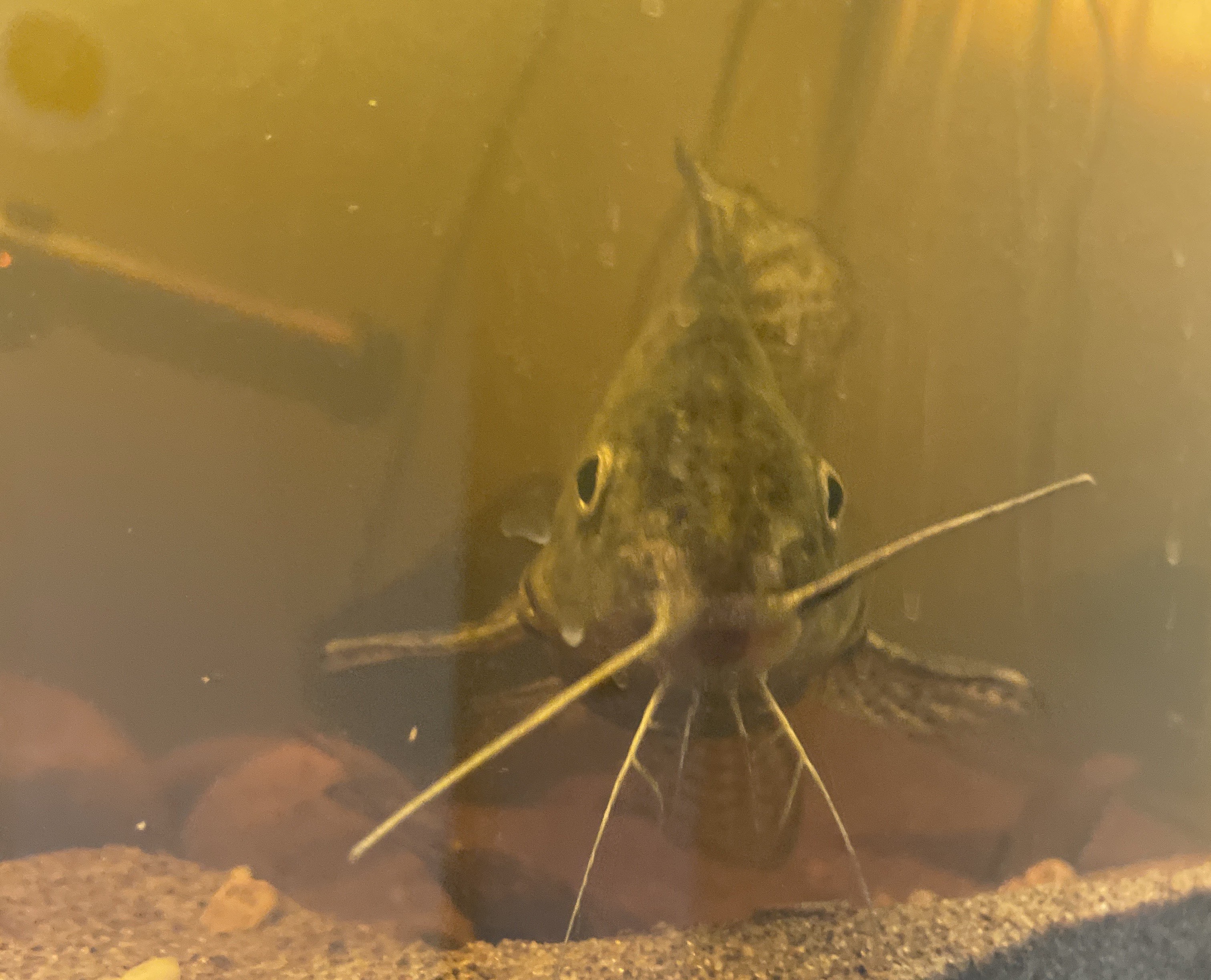 photo of featherfin squeaker