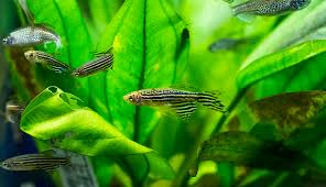photo of zebra danio fish