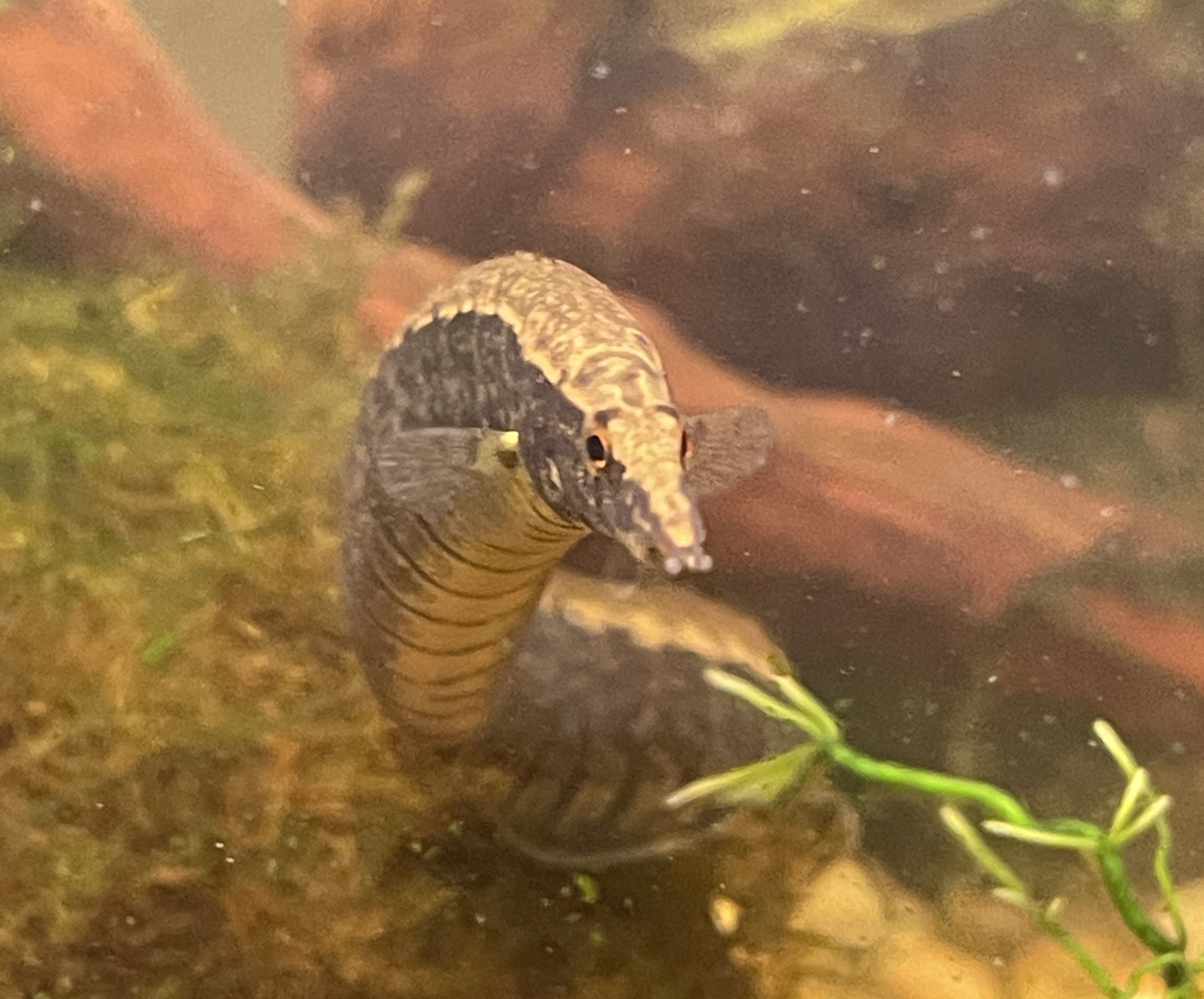 photo of gnarp gnarp