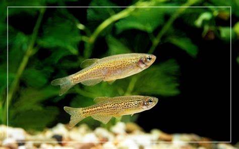 photo of leopard danio fish