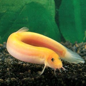 photo of loach