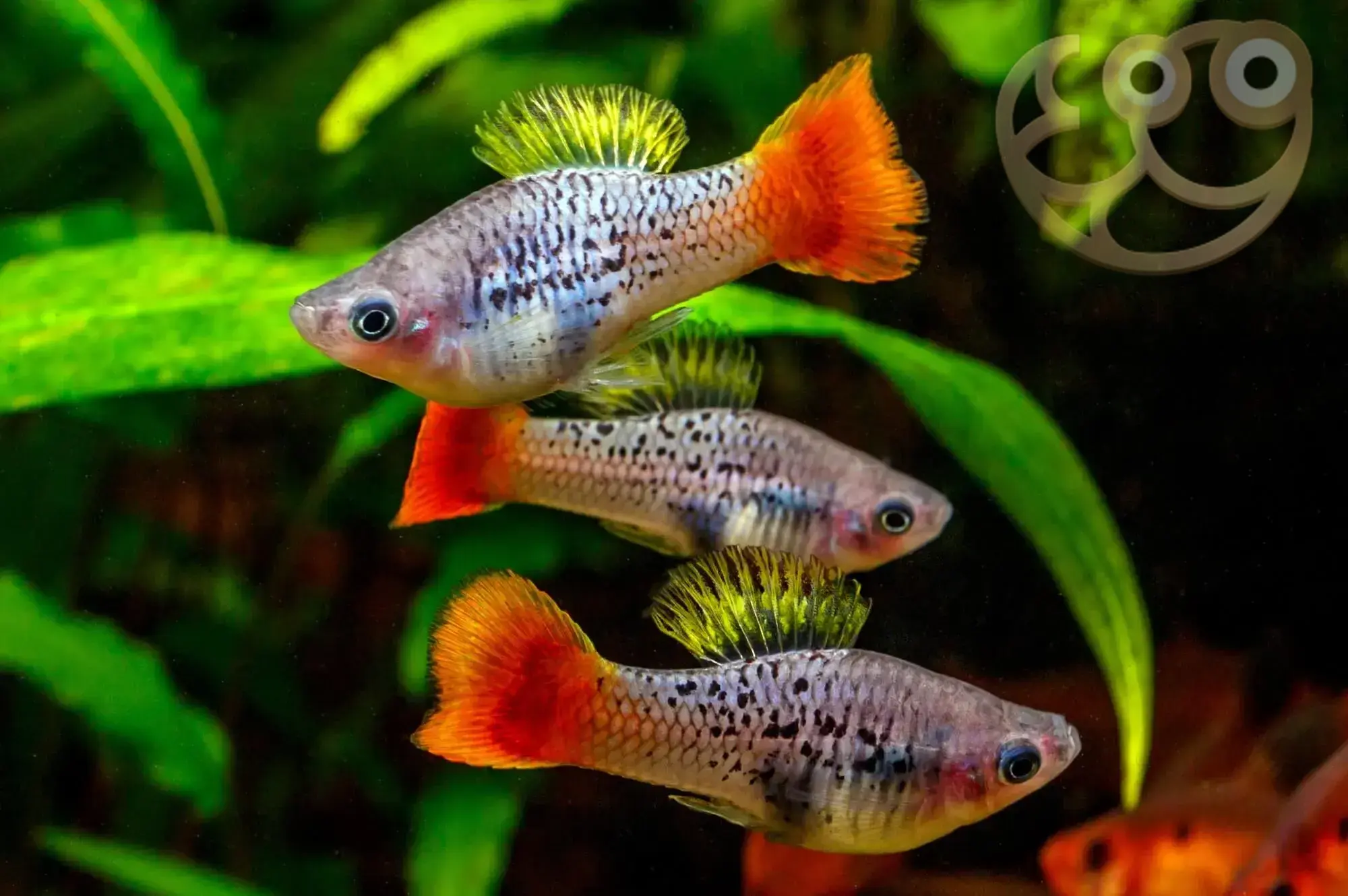photo of platies