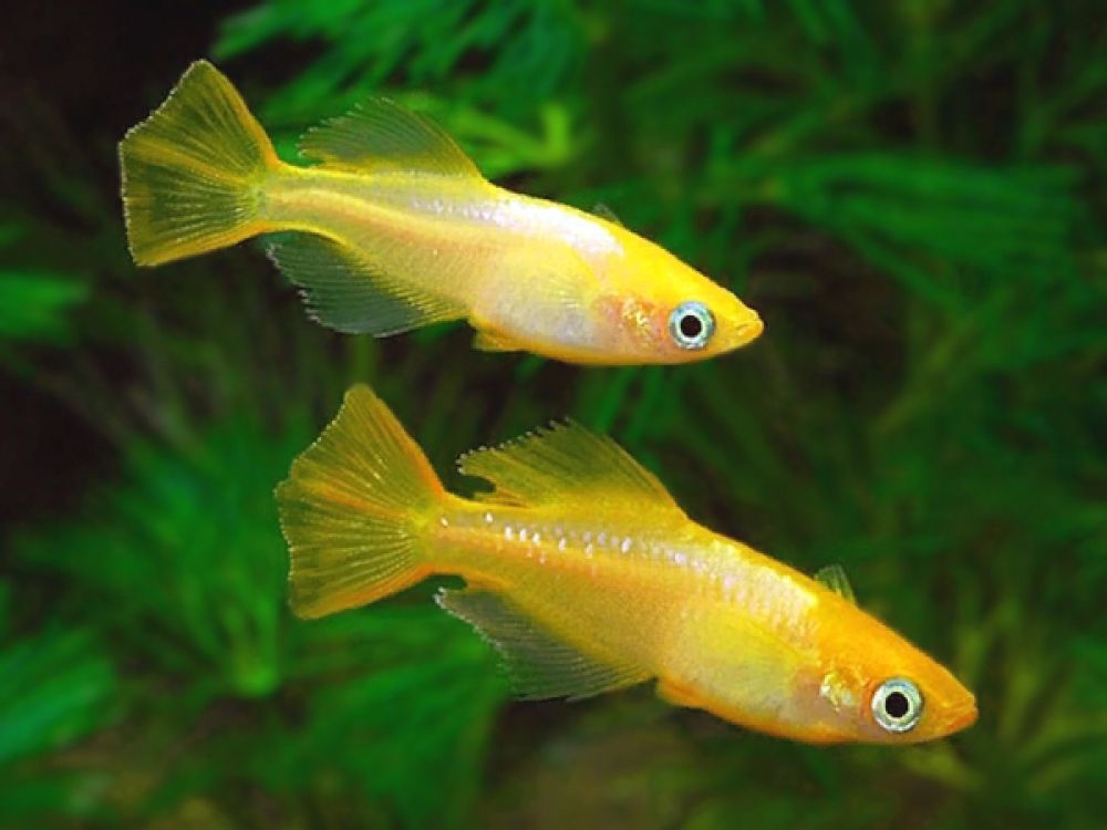 photo of rice fish